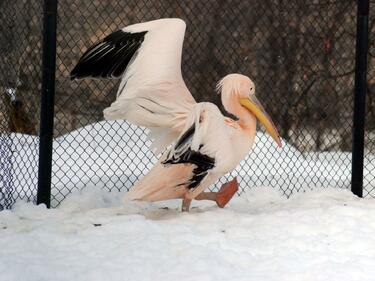 Бедстващ пеликан ще дочака пролетта под грижите на село Попина
