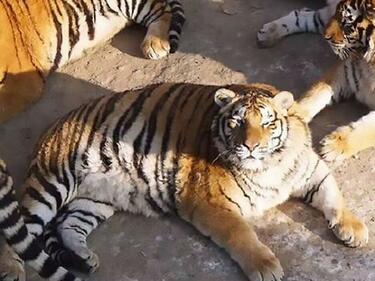 Ето това е най-дебелият сибирски тигър на света