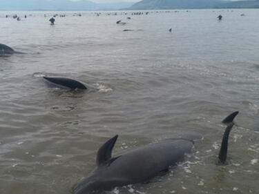Поредно масово самоубийство на китове край Нова Зеландия