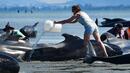 Успешна операция по спасяване на китовете, 240 се върнаха в океана