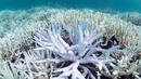 Учени: Големият бариерен риф безвъзвратно умира (СНИМКИ)