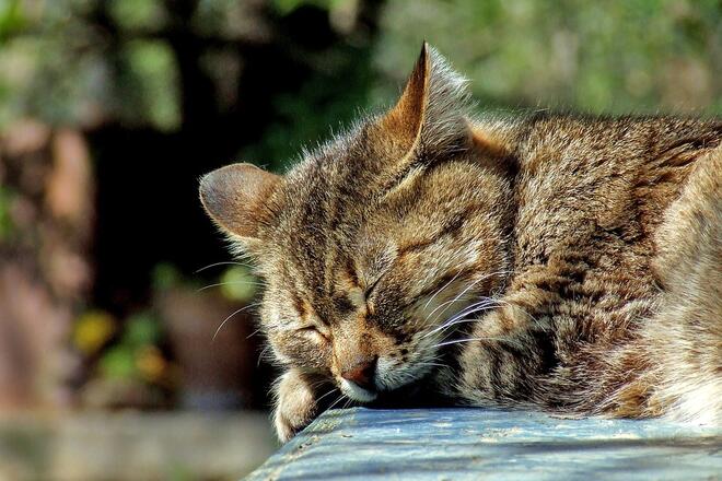Как да не ви станат симпатични! Ето любимите пози за сън на котките (СНИМКИ)