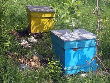 Фермери унищожават пчелите в Ямболско
