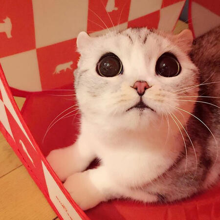 Котката с най-големите и готини очи на света (СНИМКИ)