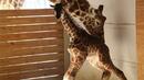 Раждане на жирафче стана сензация в мрежата (СНИМКИ/ВИДЕО)