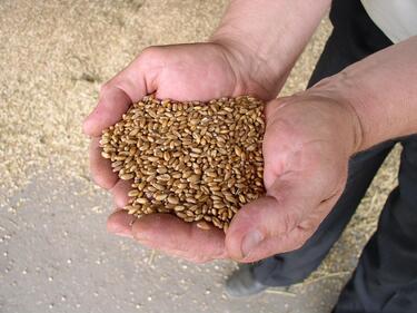 Новата зърнена реколта няма да повиши цената на хляба