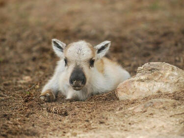 Радост в Родопите! Северно еленче се роди на Гергьовден (СНИМКА)