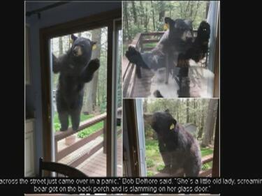 Вижте как мечка атакува къща заради сладкиши (ВИДЕО)