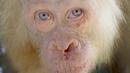 Спасиха рядък орангутан албинос със сини очи (ВИДЕО)