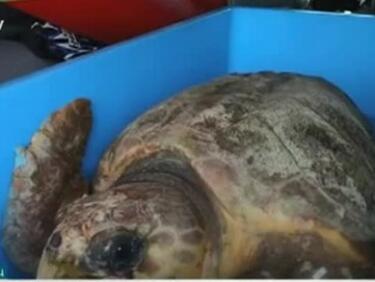 Гигантска костенурка бе върната обратно в морето във Флорида (ВИДЕО)
