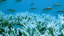 Големият бариерен риф умира много бързо (ВИДЕО)