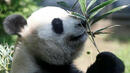 Зоопаркът в Токио ликува - роди се рядко бебе панда (СНИМКА)