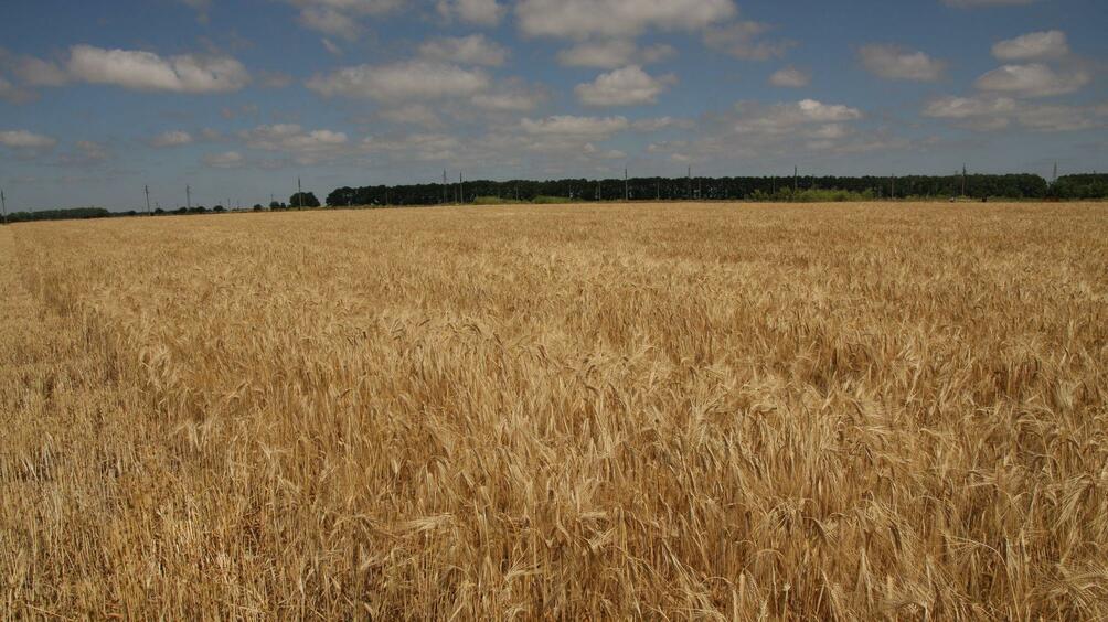 Очаква ни изключително добра реколта от пшеница у нас но
