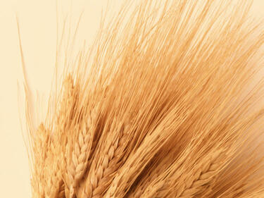 99.12 % от пшеницата е прибрана
