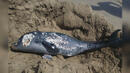 Бракониерите пак започнаха да избиват делфини, държавата нехае (СНИМКИ)