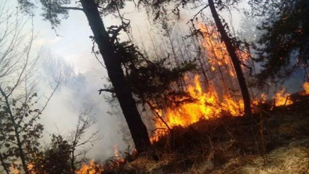 Горски пожар е обхванала няколкостотин декара борова гора и сухи