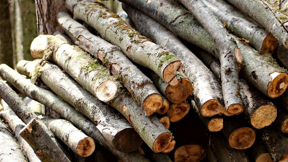 По данни на международната природозащитна организация WWF незаконният дърводобив в