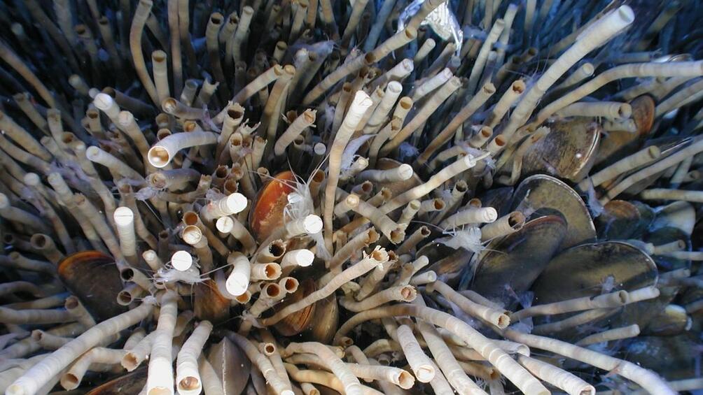 Гигантски тръбовиден червей който живее в дълбоки води с изобилие от храна и в