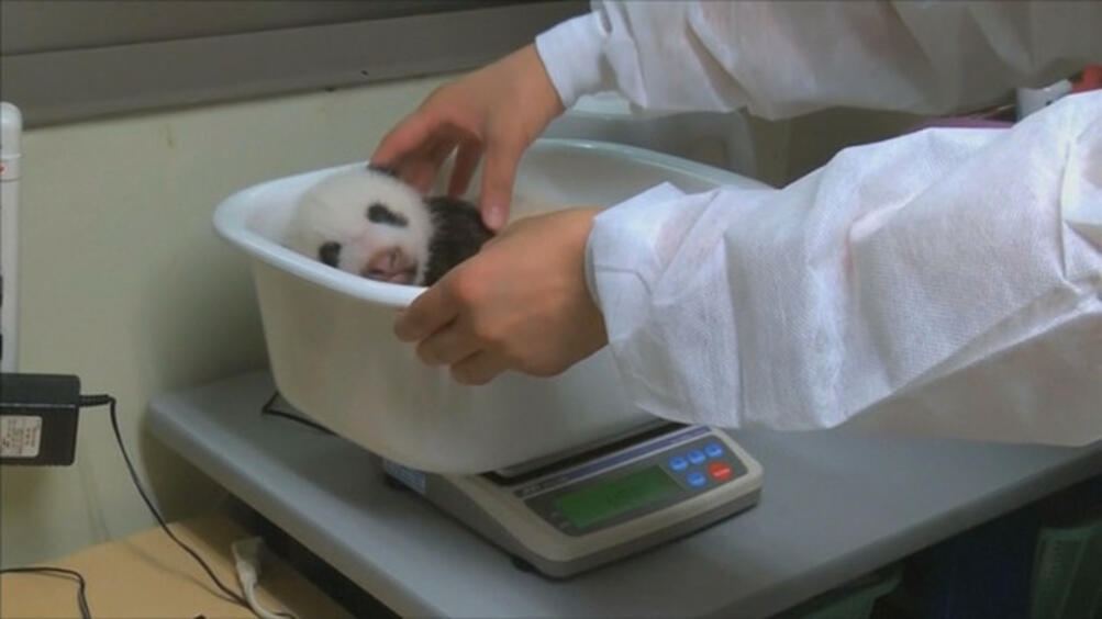 Eдномесечна панда е най-малкият обитател на зоопарка в Токио. Бебето