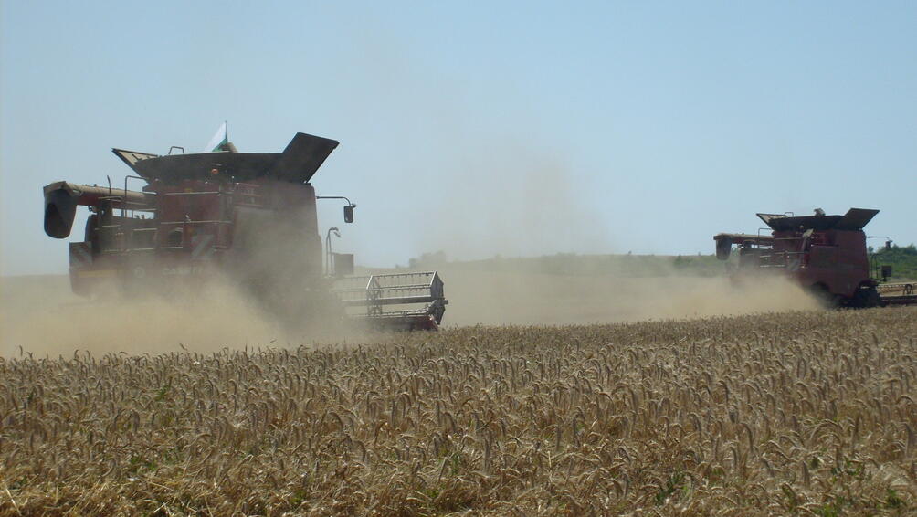 Тазгодишната реколта от пшеница ще бъде рекордна. Количеството по предварителни