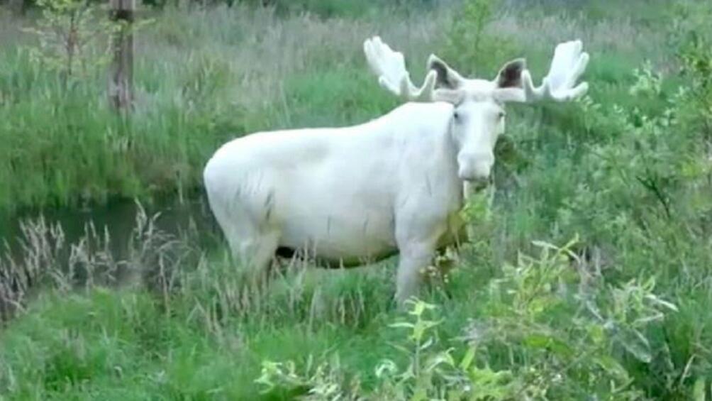 Клип на уникален бял лос в Западна Швеция привлече вниманието на много