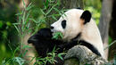 Преброяват пандите в Китай