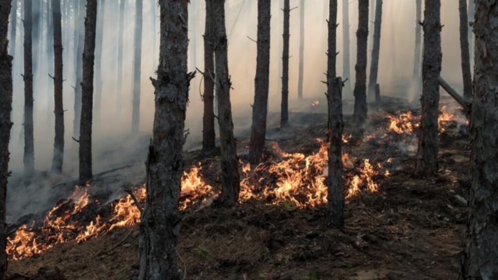 Има предпоставки за екологична катастрофа в Пирин смята екологът Петко