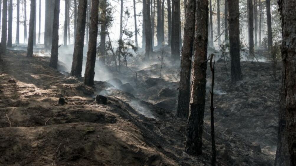 Всички огнища на пожара в Пирин са ограничени и локализирани