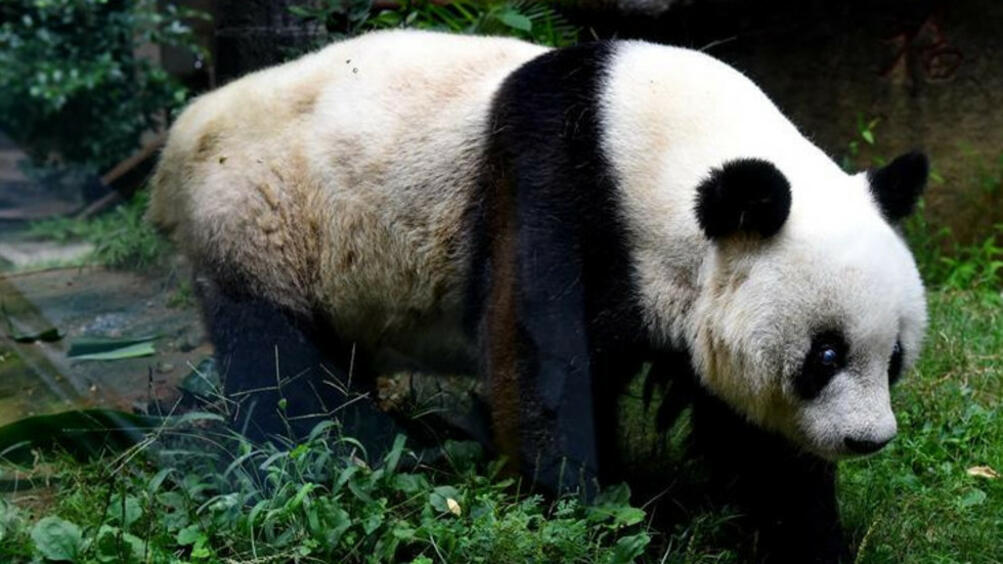 Най старата голяма панда в света почина в югоизточния китайски град Фуджоу