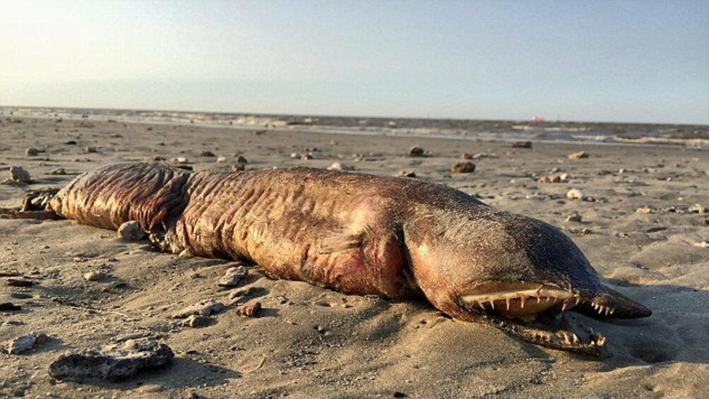 Мъртво загадъчно създание изплува на плаж в Тексас след урагана