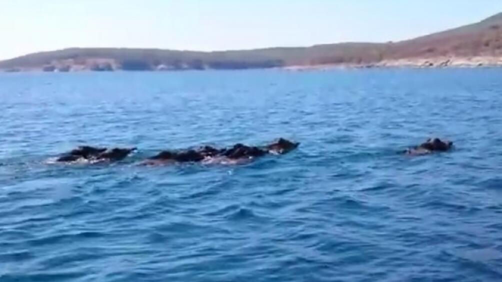 Видео на което се вижда как група диви прасета плуват