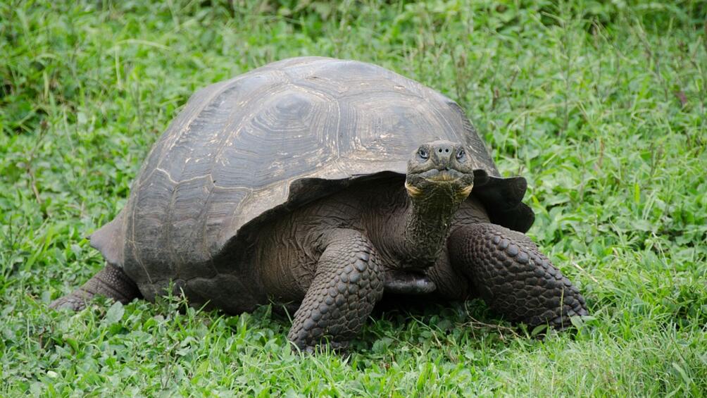 Вид галапагоски гигантски костенурки ще бъде върнат към живот 150