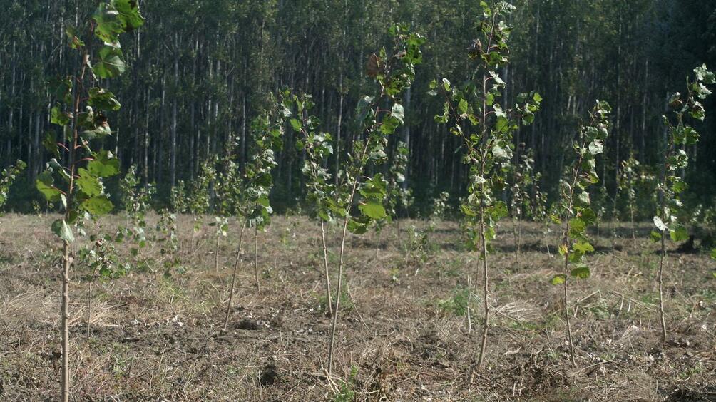 Над 1500 дървета ще бъдат засадени в София Озеленяването ще бъде