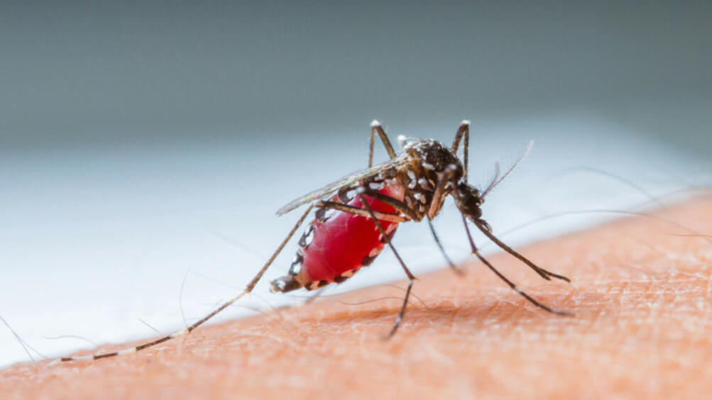 Бързото разпространение на супер малария в Югоизточна Азия е обезпокоителна световна заплаха предупреждават