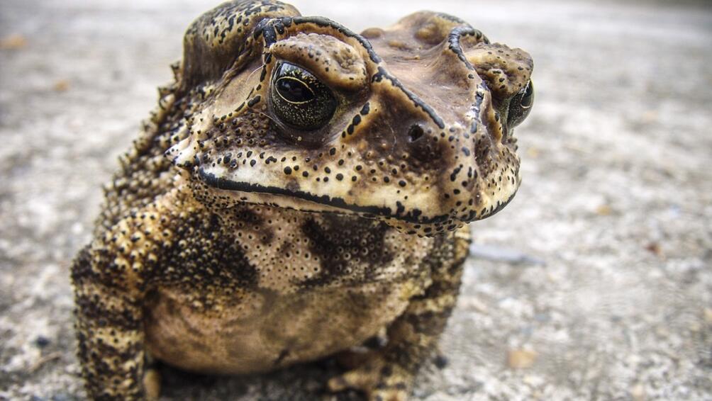 Екип от учени смята че праисторическа гигантска жаба живяла преди