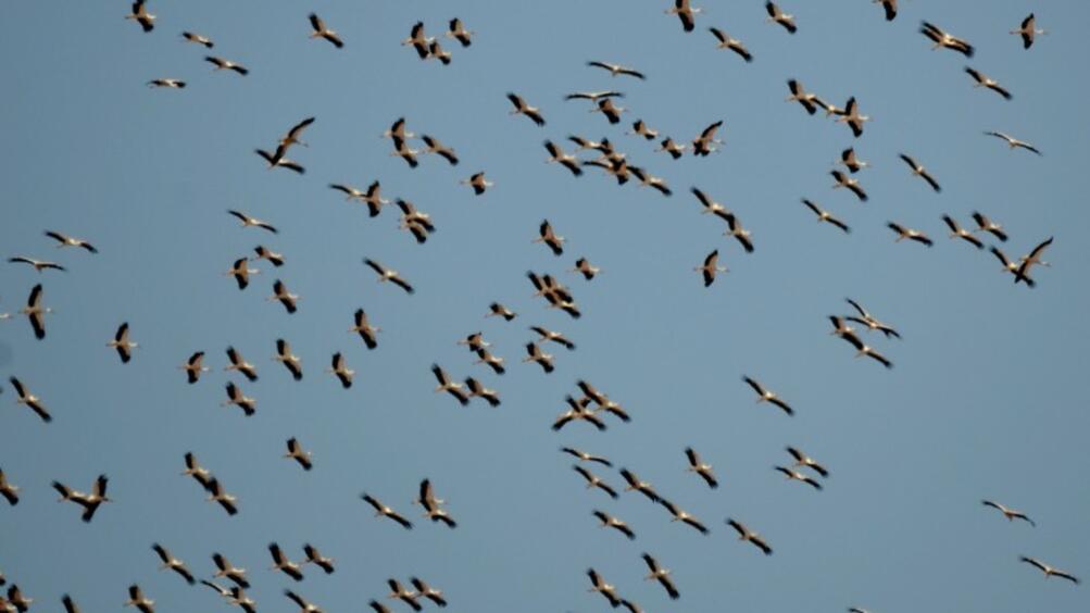 Започват Европейски дни на птиците Честванията на миграцията на прелетните птици
