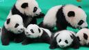 Малки панди дебютираха пред публика в Китай (СНИМКИ/ВИДЕО)