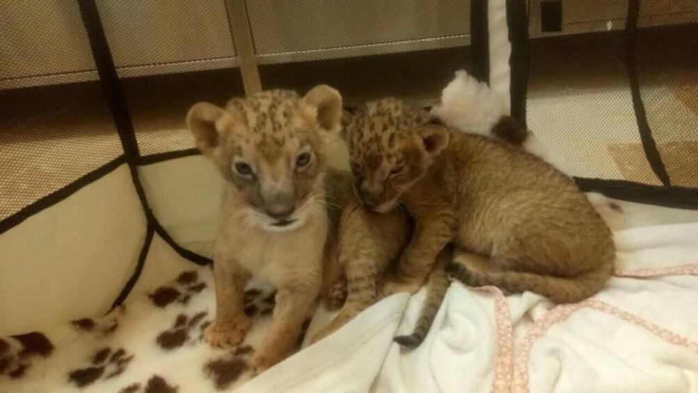 Терез и Масуд двете лъвчета които бяха стъпкани от родителите