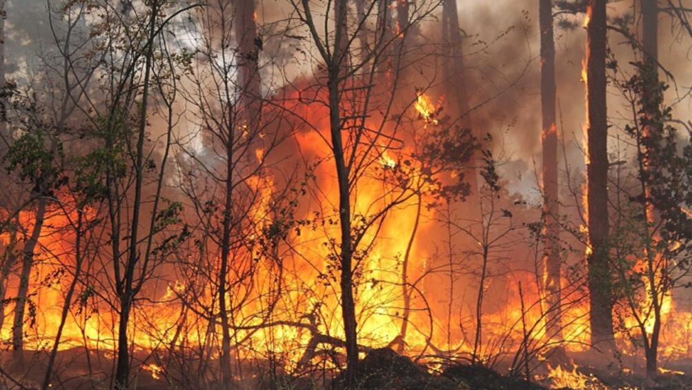 Броят на жертвите на горските пожари, бушуващи в Португалия от