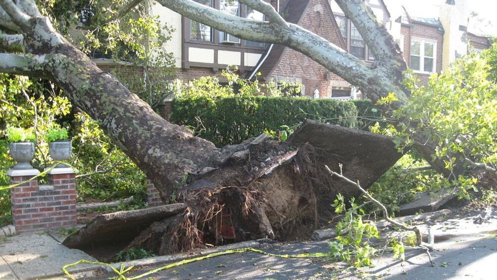 Изгнило стогодишно дърво се разцепи на две и рухна върху