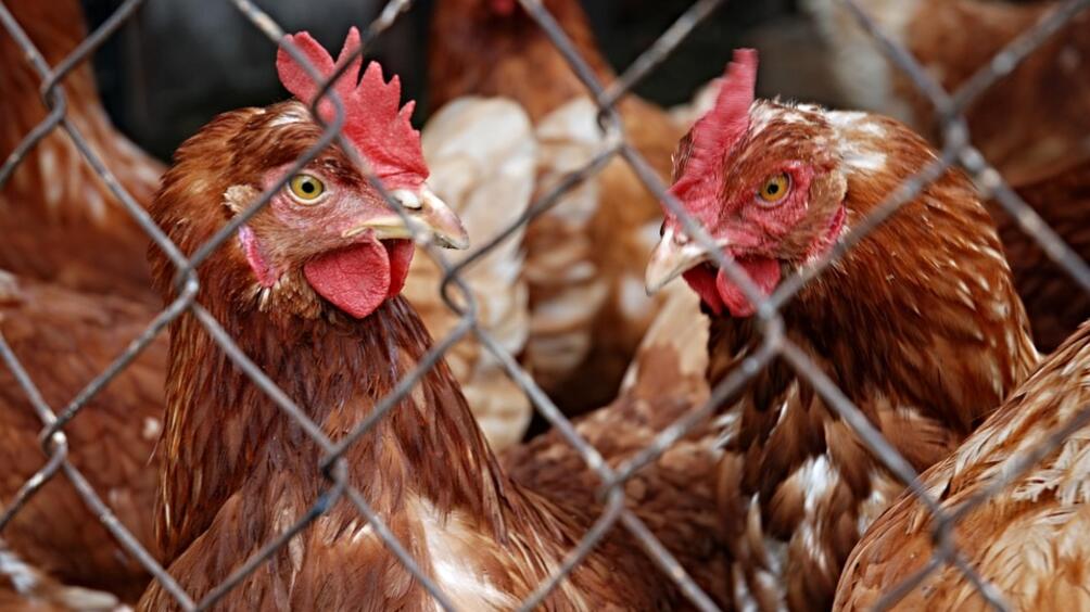 Две големи огнища на птичи грип откриха в Ямболско Над