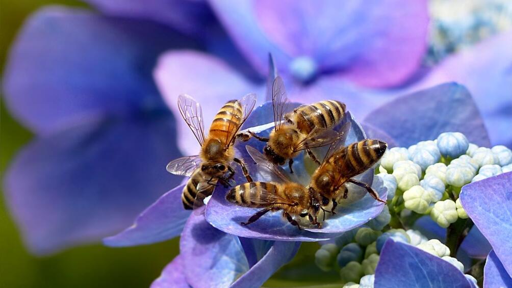 Австралийски учени откриха че пчелите имат предпочитания към ляво или