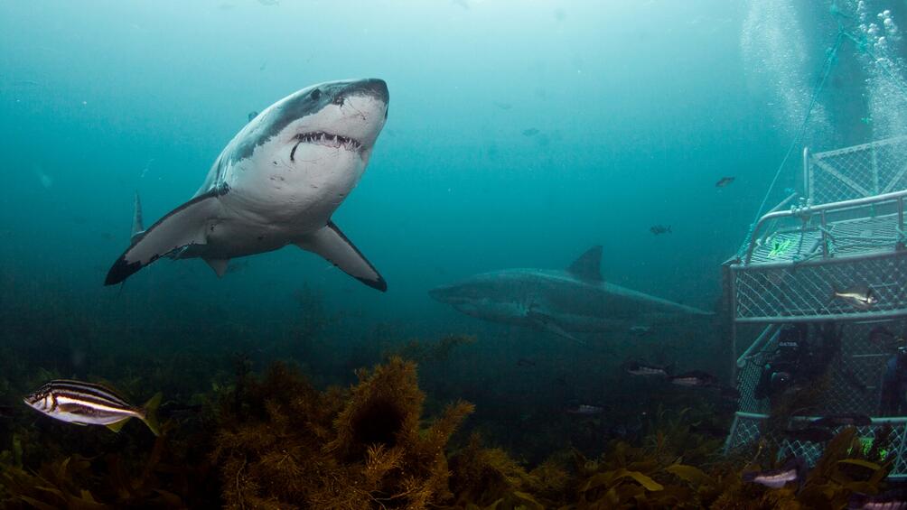 Учени уловиха край бреговете на Португалия праисторическа Мантиева акула която
