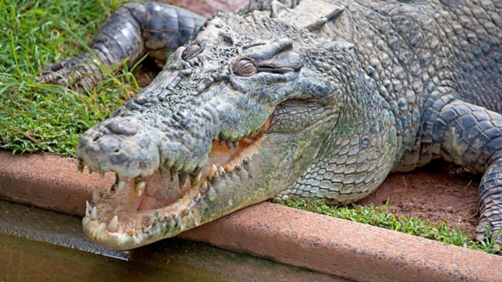 Бял крокодил беше видян в река Аделаида в австралийската Северна