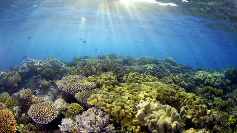 Корали отглеждани в една част на Големия бариерен риф бяха