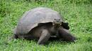 185-годишна костенурка посреща туристи на остров Света Елена