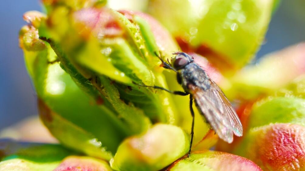 Мухите са едни от най-неприятните насекоми и пренасят много зарази,
