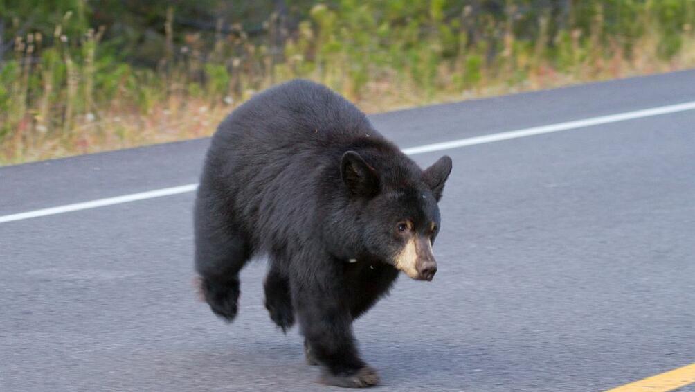 Огромна мечка обикаляла в родопското село Стойките през нощта срещу