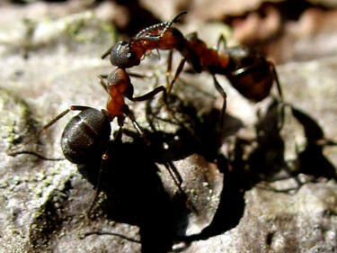 Мравките разпознават най-големите си врагове