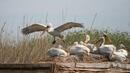 Резерватът „Сребърна“ посрещна първите за 2018-а пеликани 